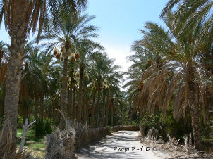 La palmeraie de Kebili est réputée pour la production des dattes deglet nour.